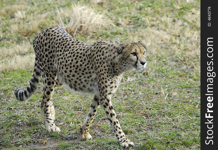 A Cheetah at the Zoo
