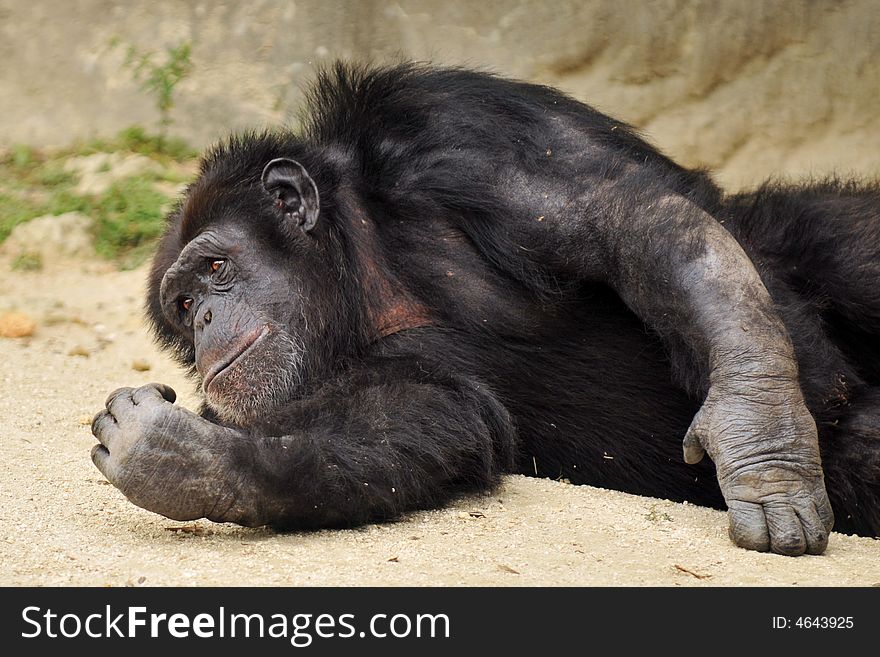 A wide-eyed chimpanzee reclining on the ground. A wide-eyed chimpanzee reclining on the ground.