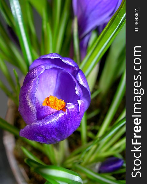 This is the close-up photo of blue crocus