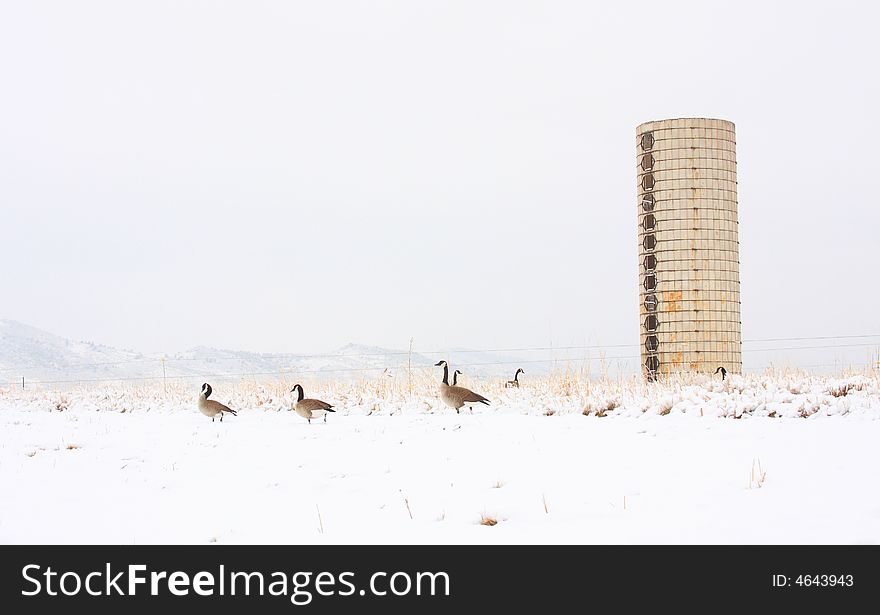 Geese in the snow with silo