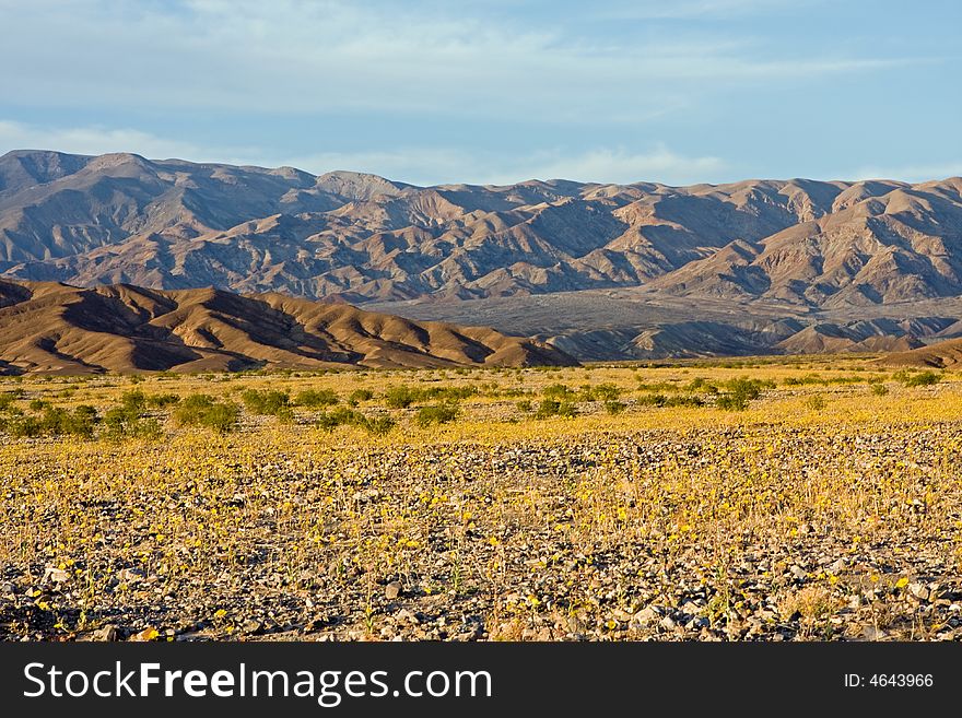 Desert wildflowers in Death Valley-MAR1308_3708