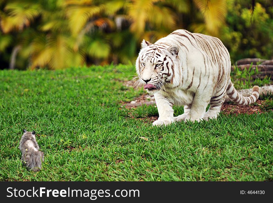 A white tiger licking his chops while stalking a possum. Shallow DOF with focus on tiger's eyes.