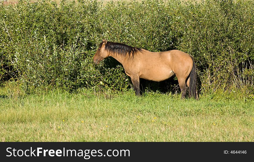 Dun quarter horse mare in green pasture. Dun quarter horse mare in green pasture