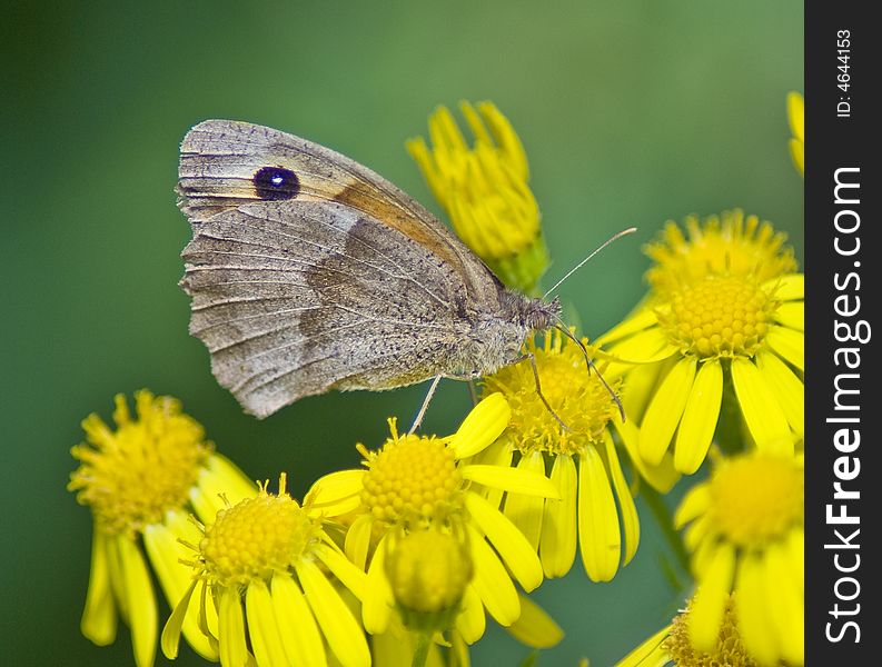 Macro of common british butterfly on ragwort collecting nectar