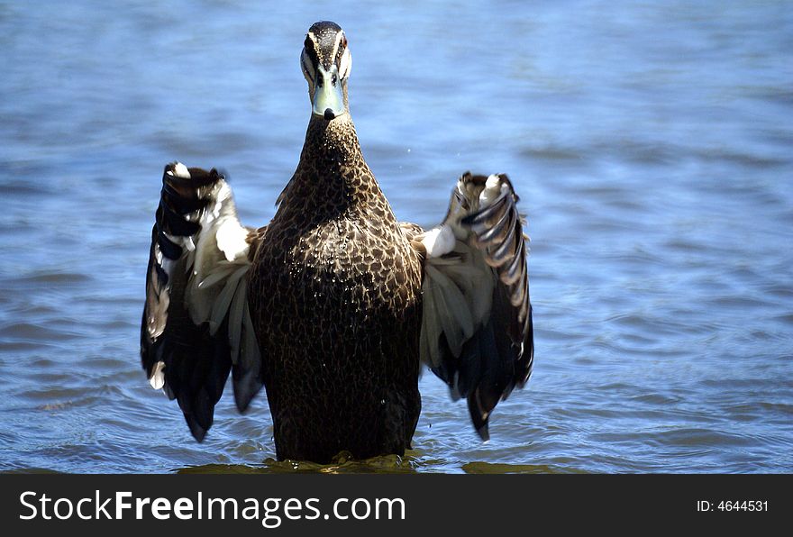 Wild duck spread wings on water surface. Wild duck spread wings on water surface