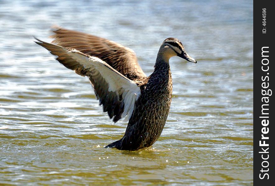 Wild duck spread wings on water surface. Wild duck spread wings on water surface
