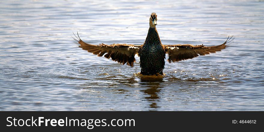 Wild duck spread wings on water surface. Wild duck spread wings on water surface
