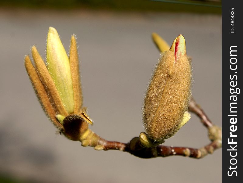 Two buds at different stages of blooming process. Two buds at different stages of blooming process