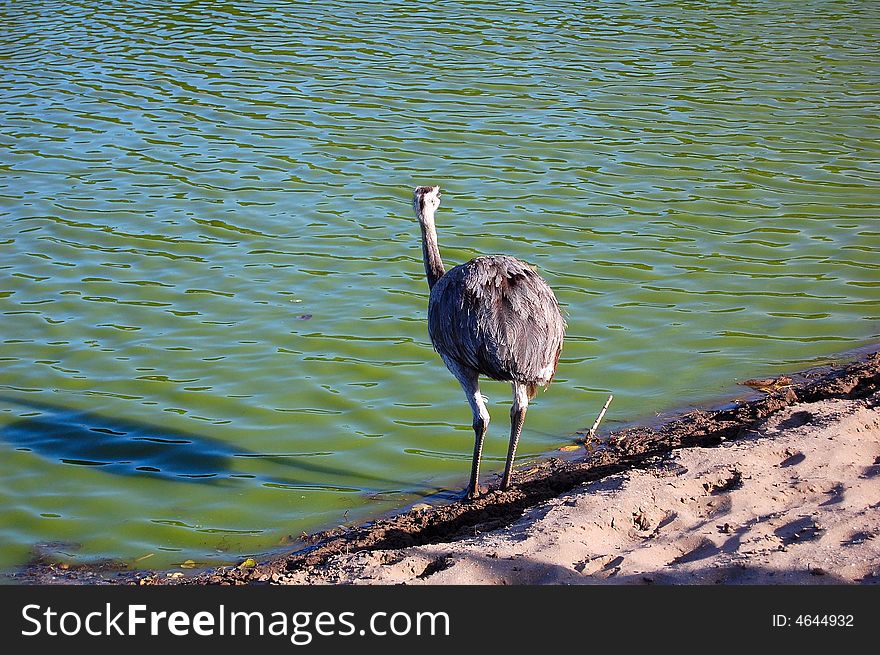America ostrich by the side of a lake in a wildlife reserve. America ostrich by the side of a lake in a wildlife reserve.