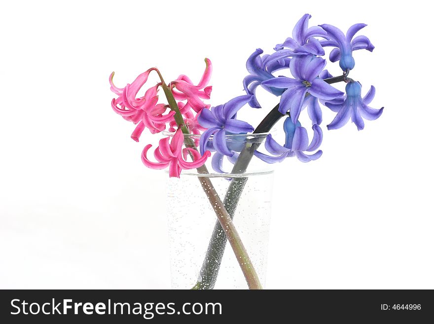 Pink and blue hyacinths in a glass vase