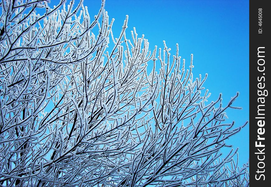 Snow-covered tree during heavy frost