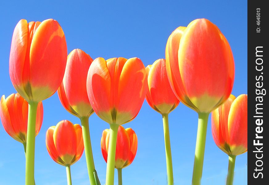 Tulips on a sunny day. Tulips on a sunny day