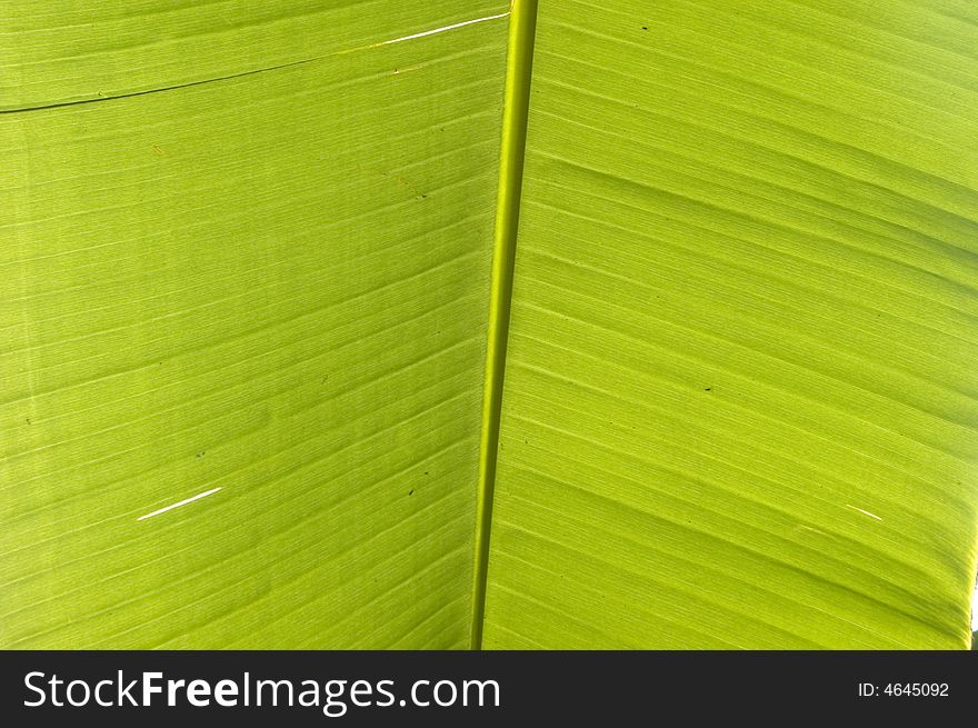 Green texture of banana leaf