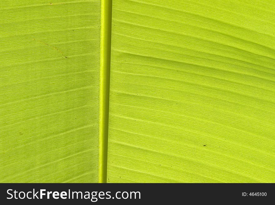 Green texture of banana leaf
