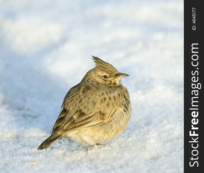 Tufted lark. Russian nature, Voronezh area.