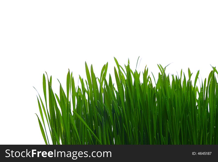 Green grass isolate on white background