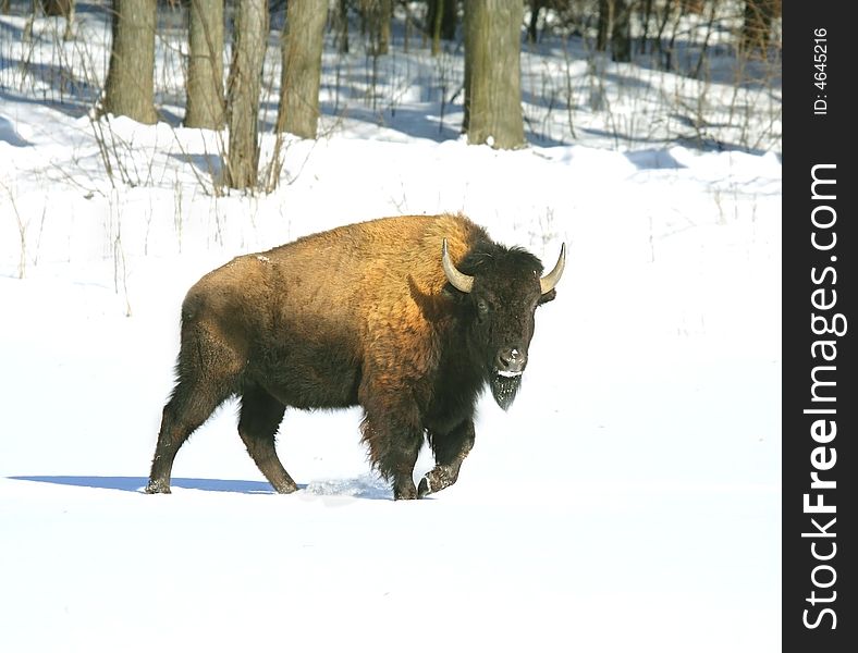 Bison. Russian wildlife, Voronezh area.