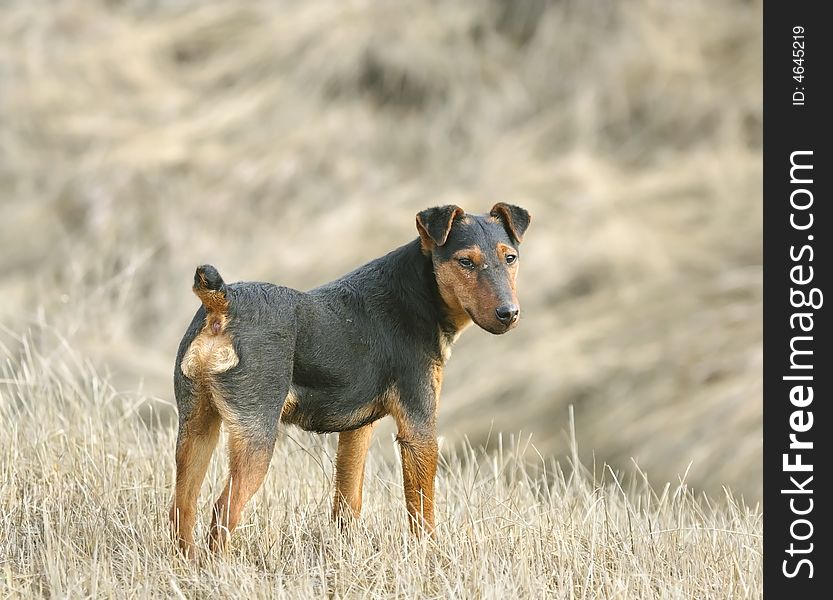 Fox terrier. Russian nature, Voronezh area.