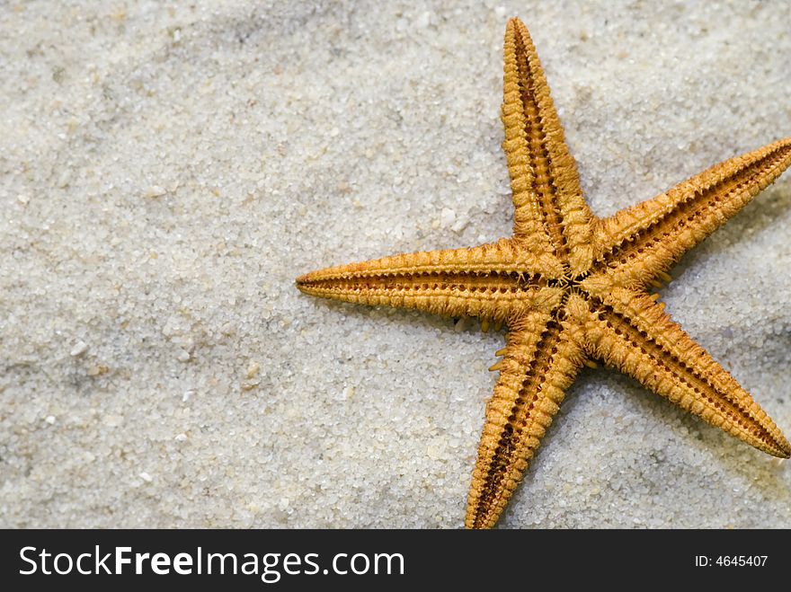 Close up of starfish in sand. Close up of starfish in sand