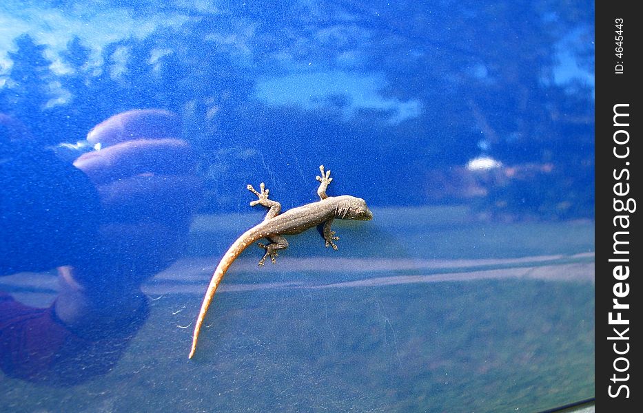 Gecko on background with reflection
