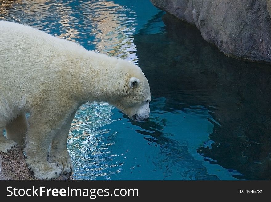 Polar Bear Looking In The Water