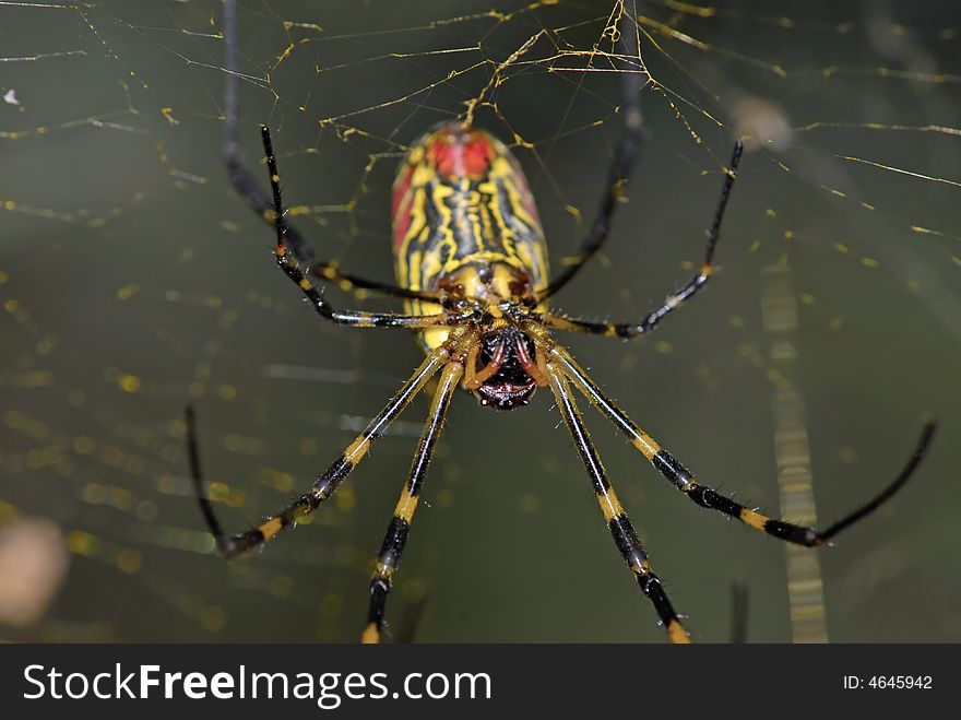 A close up shot of spider