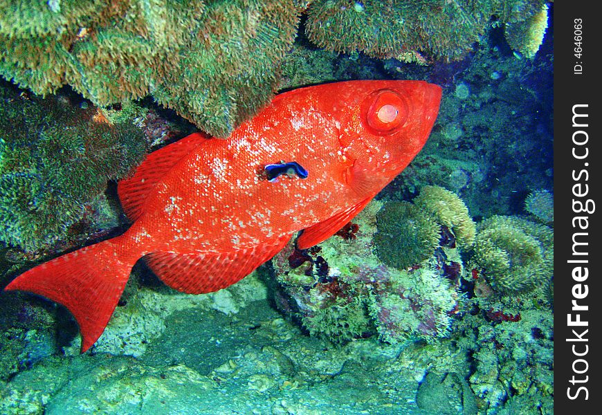 A large red fish from the Red Sea and small ultramarine fish