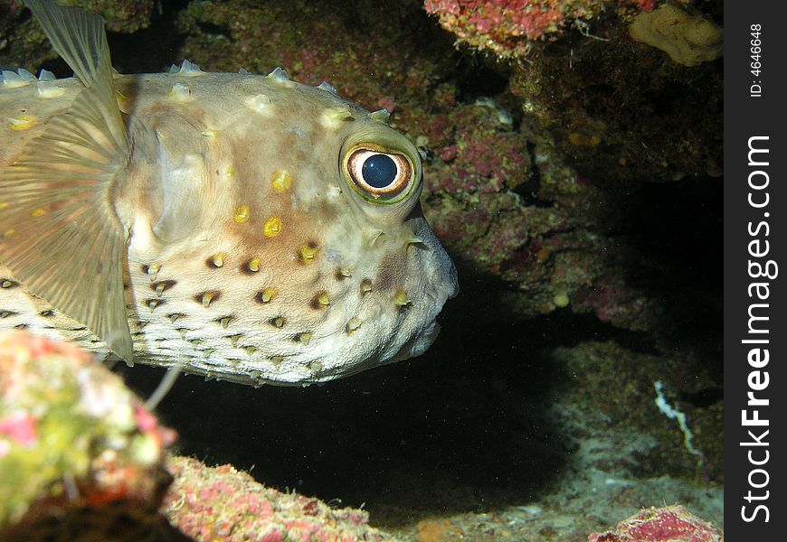Head of puffer fish, Red sea. Head of puffer fish, Red sea.