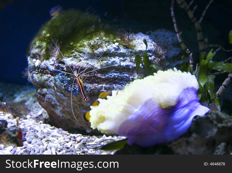 Pacific striped cleaner shrimp