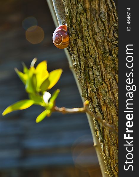 Snail on tree in spring sun
