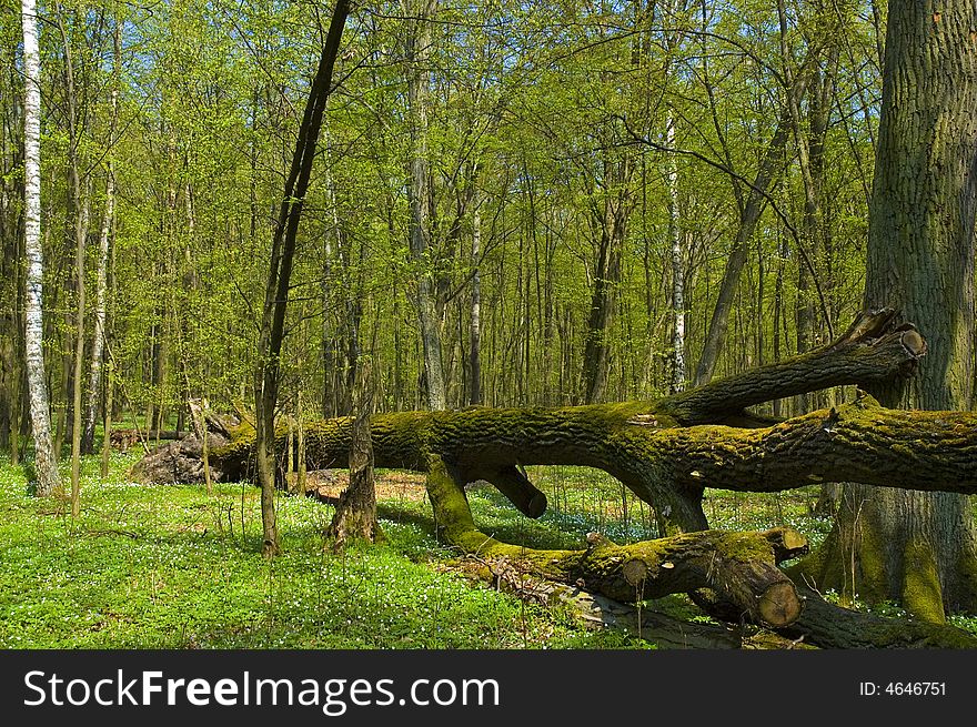 Tree rolled-over in forest