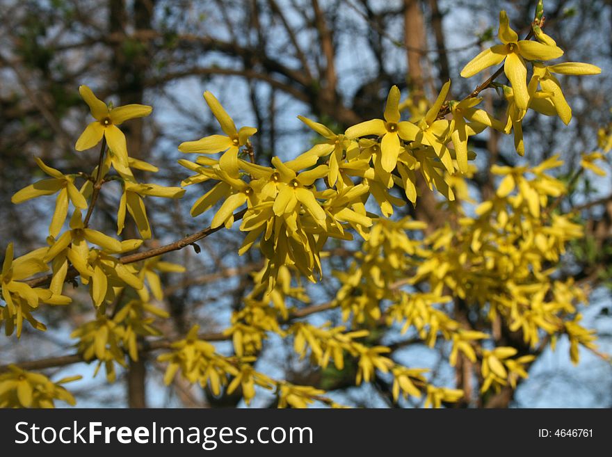 Flowers of a tree in springtime