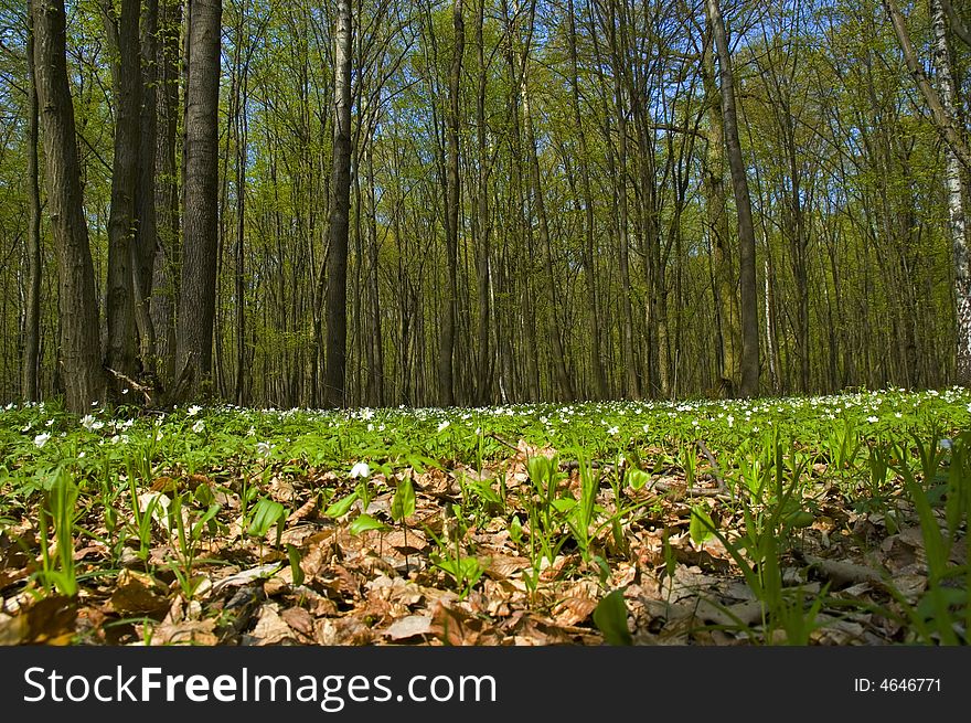 Spring in forest. Central of Poland