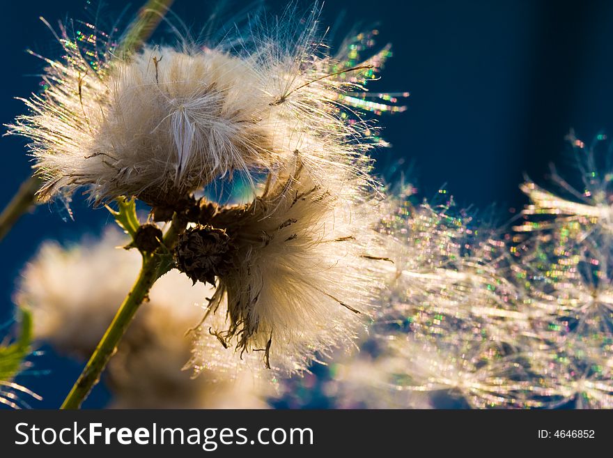 Nature serias: some dandelion seeds fly away. Nature serias: some dandelion seeds fly away