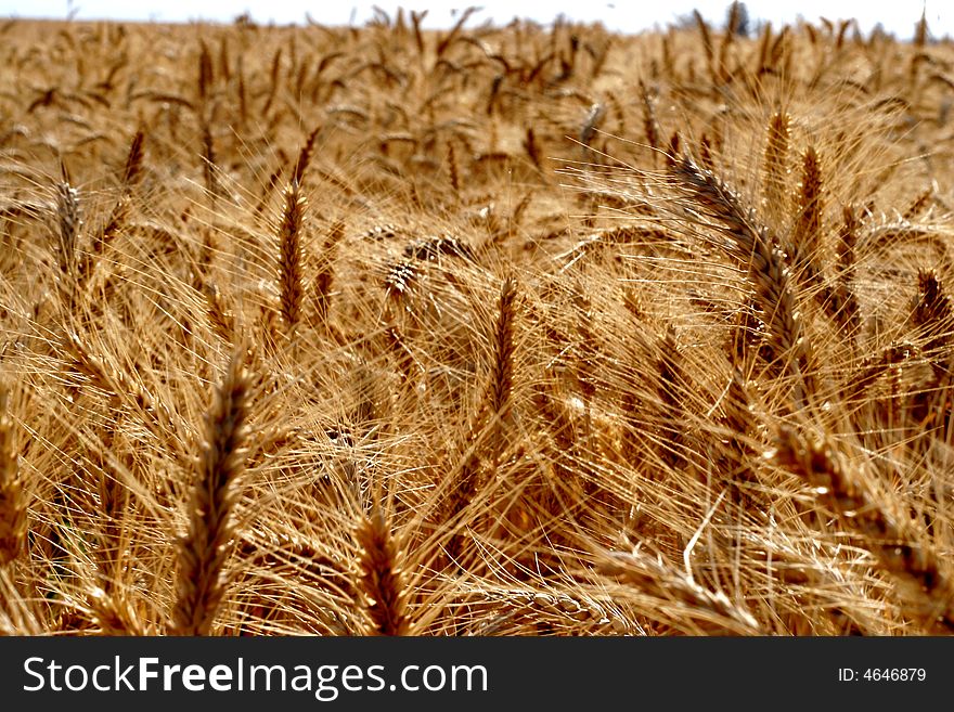 Wheat in the nature ready to harvest