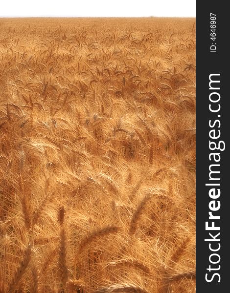 Wheat in the nature ready to harvest