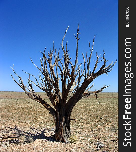 Tree Branch In Desert