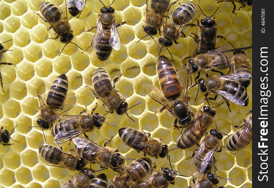 There are bees and hostess of bee family is an uterus on new honeycombs. It always is in surroundings bees - maid. During days an uterus lays to 1000 eggs. There are bees and hostess of bee family is an uterus on new honeycombs. It always is in surroundings bees - maid. During days an uterus lays to 1000 eggs.