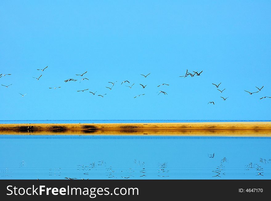 The most natural and harmonious picture, seagulls, sea and the beach