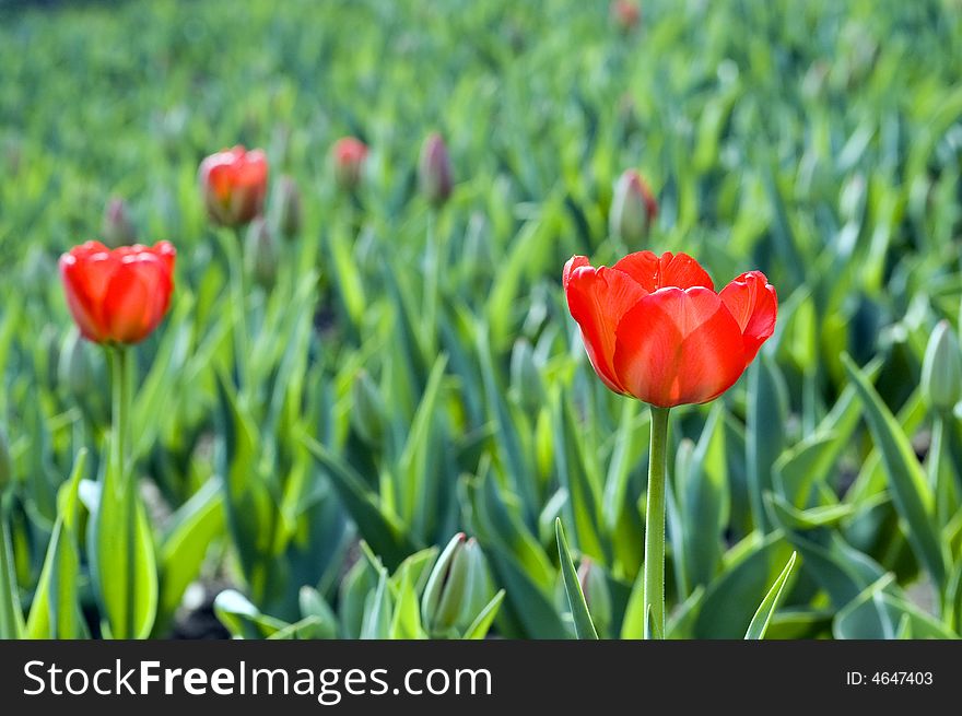 Blooming red tulips in the sunlight. Blooming red tulips in the sunlight.