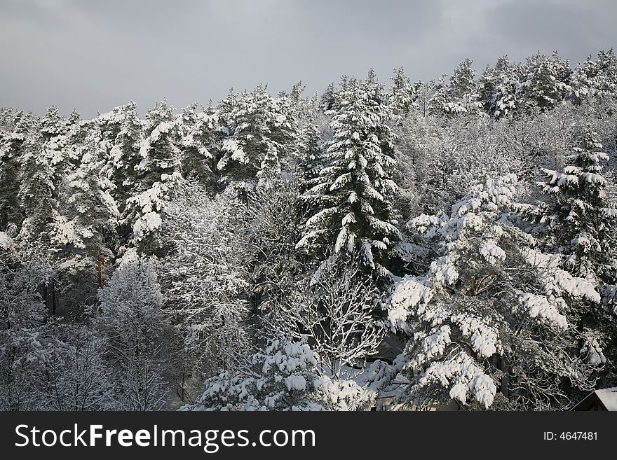 Winter At The Woods