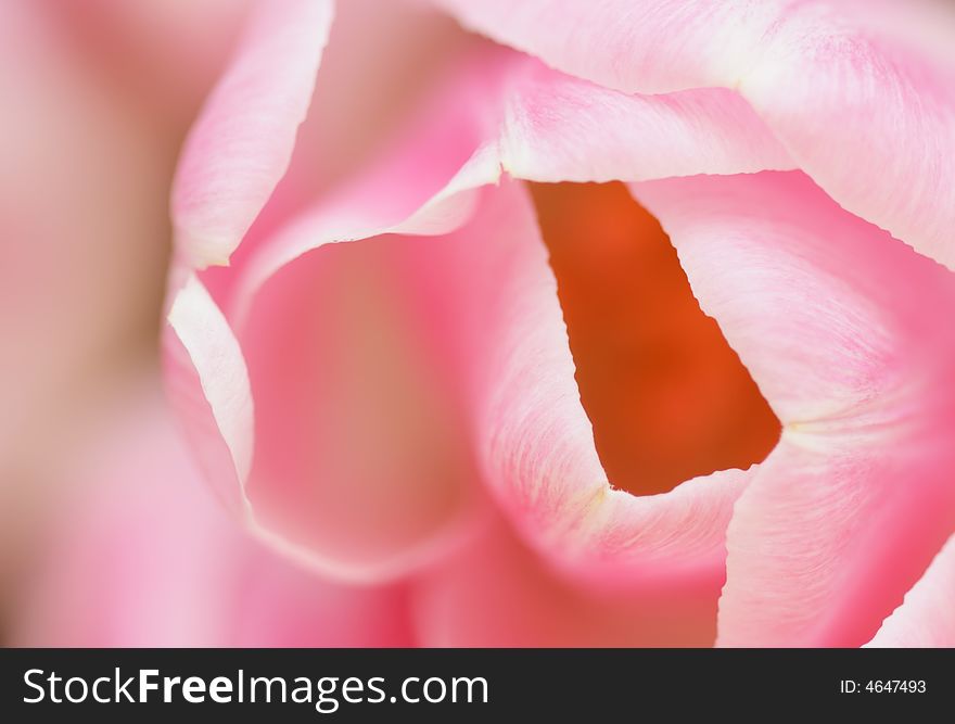 Closeup Pink Tulip