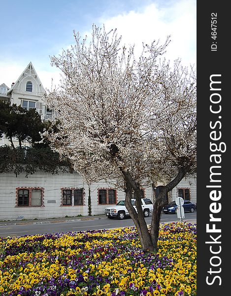 Yellow, red, blue and purle pansies and a blooming plum tree with white flowers in front of a white historical house in Kurucesme, Istanbul. Yellow, red, blue and purle pansies and a blooming plum tree with white flowers in front of a white historical house in Kurucesme, Istanbul