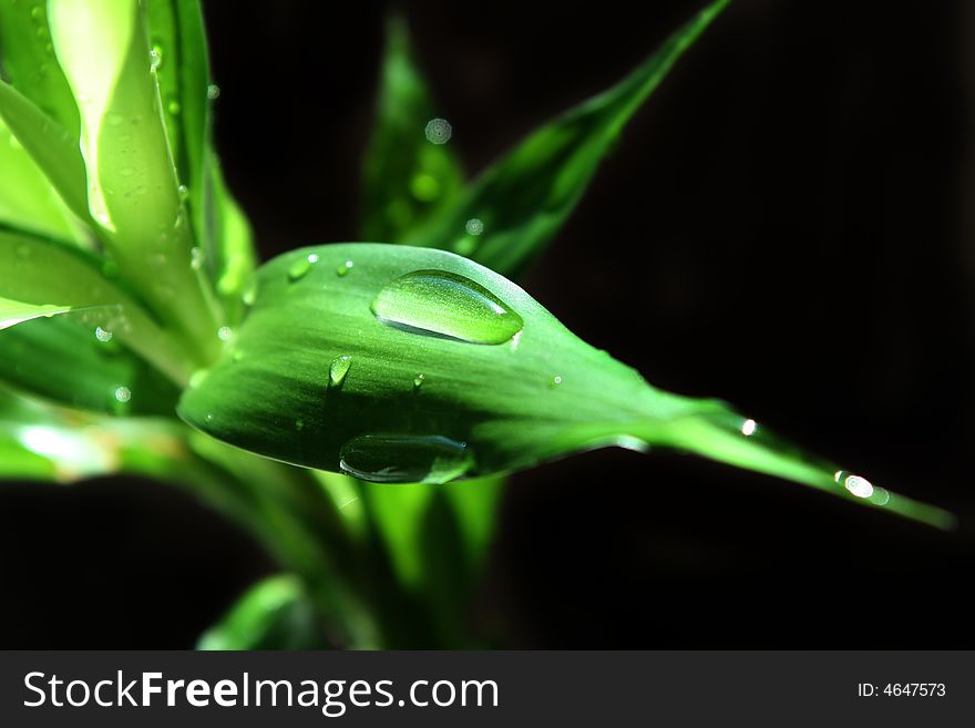 Drops of water on the green leaf