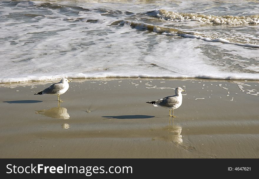 Two seagulls on the beach at the edge of the ocean. Two seagulls on the beach at the edge of the ocean