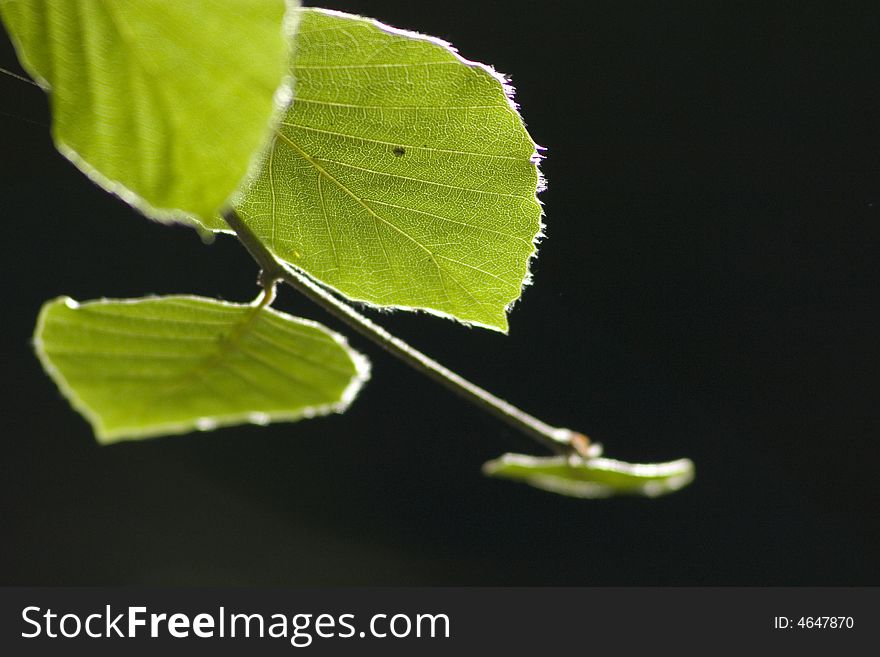 Leaves of a beech tree against black background. Leaves of a beech tree against black background