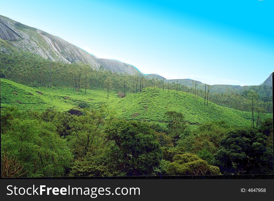 Tea estate surrounded by hill on one side.