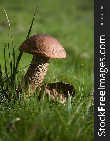 A Brown Birch Bolete mushroom, Leccinum Scabrum, in the New Forest. A Brown Birch Bolete mushroom, Leccinum Scabrum, in the New Forest