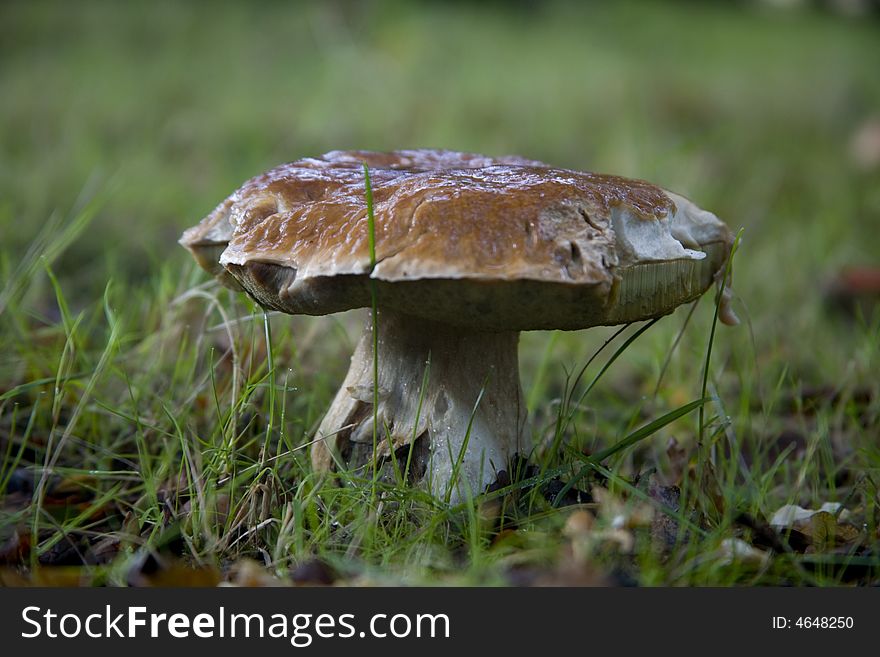 An old specimen of the edible Cep, boletus edulis, mushroom, in the New Forest. An old specimen of the edible Cep, boletus edulis, mushroom, in the New Forest