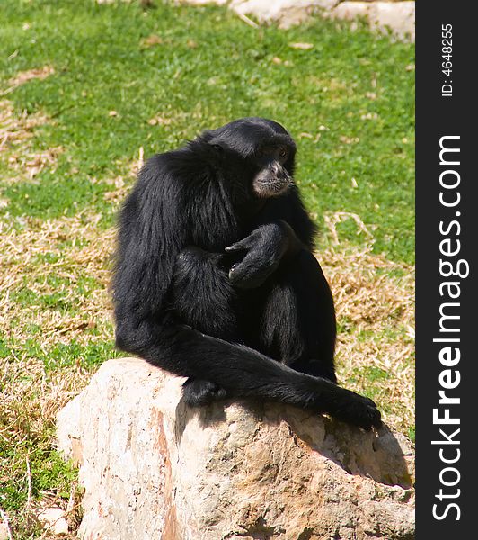 Monkey in relaxed pose on a rock